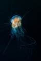 Cyanea capillata