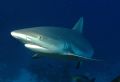 reef shark coming in for a look