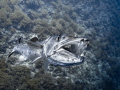 Barracudattack! 
My girlfriend and I have been very aggressively charged by a solitary giant barracuda. It was showing teeth and swimming very fast around us. But at some point I saw the hook in its mouth... maybe it wanted help? Did't risk my fi...