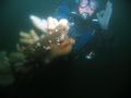 Diver on conning tower of U 274 off Dunbar, Scotland taken with a Canon Powershot Pro 1 with Ikelite Housing and 200 strobe. UK waters not as clear as some of the other images, especially at 40m.