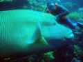 Buddy & Napoleon Wrasse.(Big eh)?