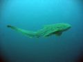 Leopard shark, Koh Phi Phi, Thailand. Taken with Canon A95