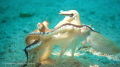 I was shooting a video of an Octopus in one of our favorite dive spots in Cebu, Philippines and suddenly this other Octopus came into frame and started interacting with the one I was filming. It looks like they are fighting.