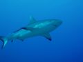 grey reef-shark on the wall at Shaabrumi