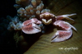 Porcelain Crab on a sea anemone