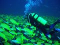 Diver & Snapper 
Taken on Olympus mju600 PTO29 Housing.
Depth 20mtrs those fish were Numerous.