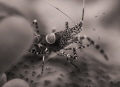 Close-up of a Spotted Cleaner Shrimp at rest...