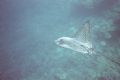 Spotted Eagle Ray. Taken with a cheap disposable w/o strobe.