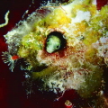 Curious blenny