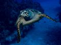 Sea Turtle, just about crashing into Camera housing dome.