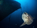 On a dive of the U455 (92-118m depth) I saw at 101m depth a very big Molamola. The picture shows a nice fish using the wreck as protection to hide a little bit.