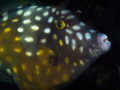 Whitespotted filefish under a ledge