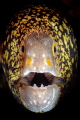 Moray Eel