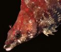 Eye Electric. Painted Greenling. Taken in Monterey, CA, Aug 2006. Moved in very slowly to get this close-up.