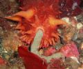 Sea Cucumber doing its business in the Puget Sound