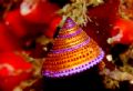 purple turban snail,right photo this time taken in monterey