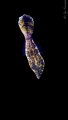 Juvenile Scribbled leatherjacket filefish. Cloudy day made the conditions perfect to shoot out the wonderful colors of the subject with a dark background.