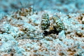 Lysiosquillina maculata (Banded mantis shrimp). Very rare encounter in Hurghada. (f/8, 1/125, ISO-100, 50mm). - Erik