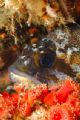 rockfish snoozing in monterey, d70 60mm