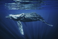 A sight of a humpback whale mother and her precious calf gliding through the crystal-clear depths of the ocean. The calf, merely one week old, retains its pristine white color, reminiscent of the day it was born.
