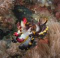 Ths flambouyant cuttlefish was taken infront of Dive Solana, anilao, batangas, Philippines in 10meters of water.