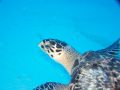 I love sea turtles. This dive off the Santa Rosa Wall in Cozumel, Mexico, we saw 4 within an hour. So tranquil and peaceful swimming with the creature.