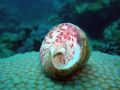 Shell is sitting on a hard coral.