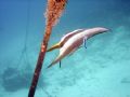 Bat fish, hanging out by or descent line; and getting some 'cleaning treatment'.