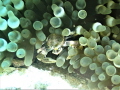 Spotted Anemone Porcelain Crab - Neopetrolisthes maculatus (maculata)