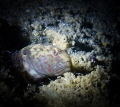 Night photo of a small fish