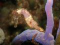 Sea Horse on a branch of soft coral. Taken at 1000 steps in Bonaire