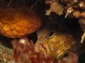 You Can't Come In. Rockfish hiding in a crevace. Monterey, CA, August 2006. Canon G6, Ikelite DS125 Strobe.