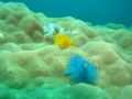 Christmas Tree Worms @ Lang Bay, Pulau Aur Malaysia.