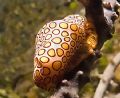 Flamingo Tongue. Roatan, Bay Islands. Fuji F810, YS-90DX.