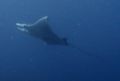 Manta Ray in the Turks & Caicos.