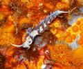 Nudibranch - Costa Smeralda, Sardinia - Italy