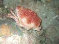 Nice crab taken from Guanica at the barracuda hole. Night shot with fine pix f30 underwater mode