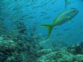 Rush Hour on the reef. Natural light no strobe with Canon SD700