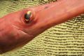 Have you ever seen a Trumpet Fish so close up? It was a lucky and speedy shot. Taken by Nikonos V with 1-2 extention tube and framer.