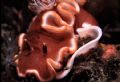 A Glosodoris rufomarginatus surrounded by eggs. Taken by Nikonos with 35mm lens and 1:3 extention tube and framer.