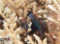 mandarin fish
location:est borneo (derawan)indonesia
camera:nikon D200+macro lens 60mm