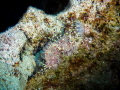 Marbled Shrimp - Saron marmoratus