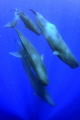Sperm Whales under permit off Dominica.