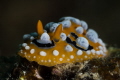 Phyllidia ocellata nudibranch_Nha Trang_March 2024
(Canon100,1/200,f14,iso100)