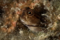 Andaman gobi fish close up_April 2024
 Canon60 1/200 f16 iso100 