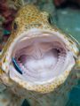 Honeycomb cod and cleaner wrasse. Canon 20D, Canon 100mm macro, single Inon 220s strobe.