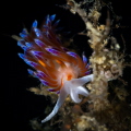 Cratena nudibranch_July 2023
(Canon100,1/200,f20,iso200)