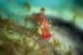 Hypselodoris maculosa front view_A beautiful tiny one! March 2024
(Canon100, 1/200,f13,iso100)