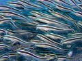 Schooling striped catfish