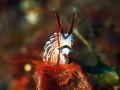 A doto nudibranch posing with a strand of red algae